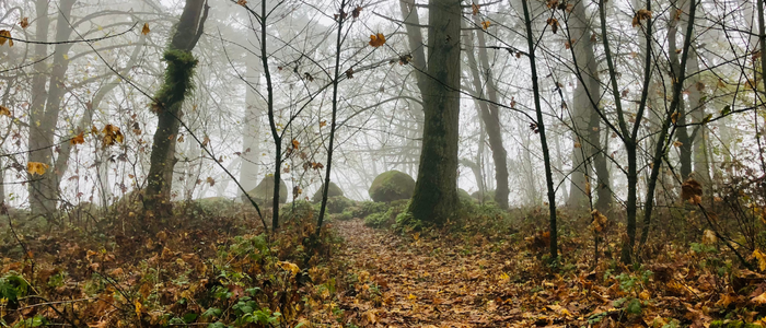 Bonesteele Park